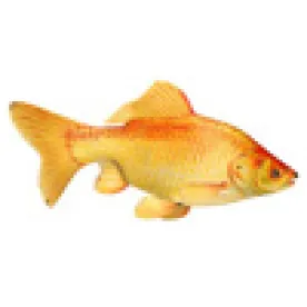Goldfish