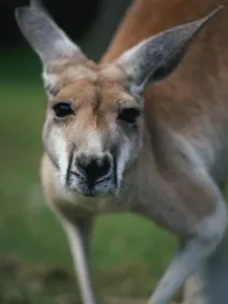 Kangaroo