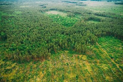 US Lawmakers FOREST Act Deforestation Ban Global Imports
