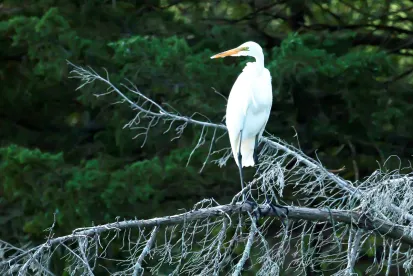 FWS incidental take of migratory birds