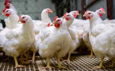 Employers Challenge FLSA By Offering Pennies, Chicken As Wages