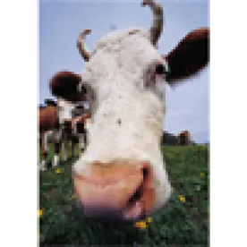 Cow, FDA Issues Additional FSMA Draft Guidance Documents for Animal Foods and Classification of Activities for Farms and Facilities