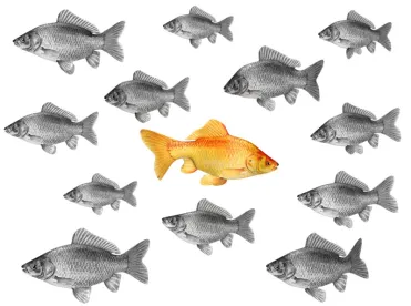 fishes in a fishery