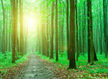 GREEN Act, clean energy tax incentives, forest