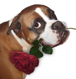 Boxer, Dog Bite Claims Eat Up Significant Percentage of Homeowner Insurance Claims