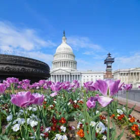 US Capitol in Spring
