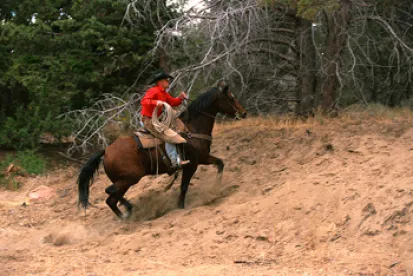 Discussing Horse Training Laws With An Elite Equestrian Trainer
