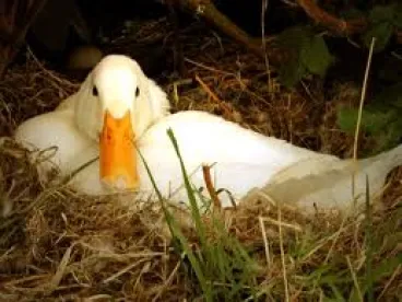 Lame duck