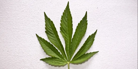weed, medical marijuana, drug testing, controlled substance, recreational, pot, leaf, 