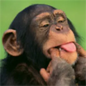 Monkey Sticking Out His Tongue