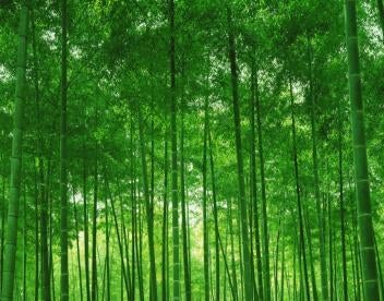 1 Trillion Trees Sustainability Initiative Trump