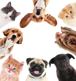 Made in the USA: Labeling Lawsuits in America's Pet Food Industry
