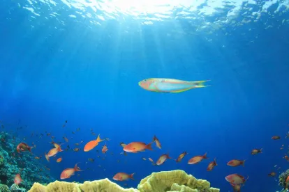 Sounds Fishy: New Seafood Traceability Program 