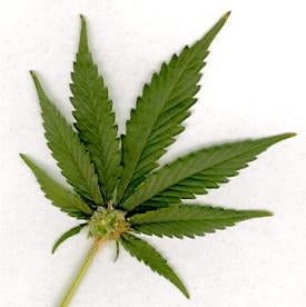 medical marijuana, recreational cannabis use, state legislature, legalization
