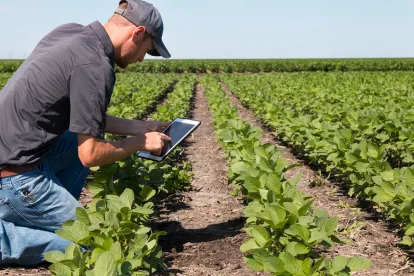 genetically engineered soybean variety