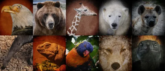 Endangered Species Do Not Get the Benefit of the Doubt