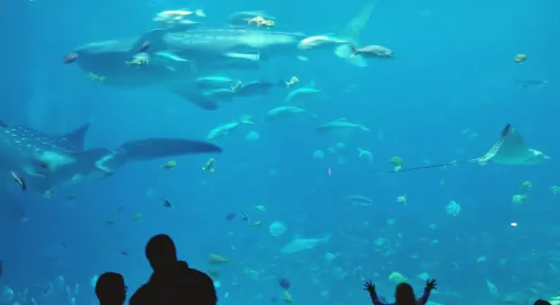 aquaculture, marine fisheries, aquatic animals