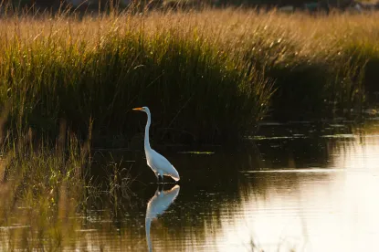 Egret - Migratory Bird Taking Prohibition