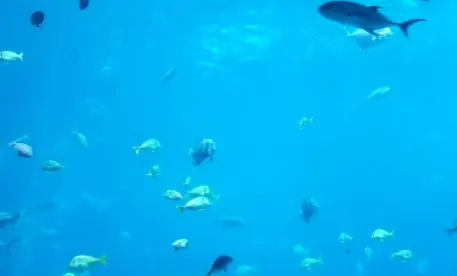 Ocean noise