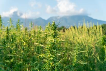 Alabama's Rules For Marijuana Cultivating Facilities