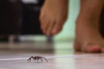 infestation of spiders in Georgia