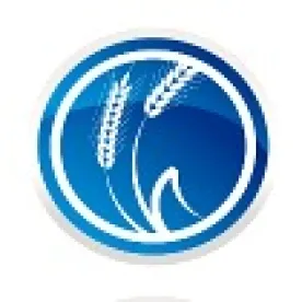 wheat  USDA