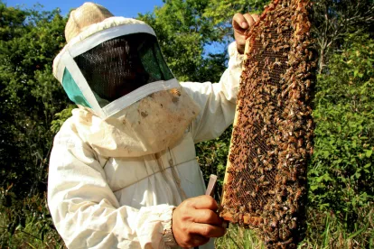 it seems that in California there are no honeybees and bumblebees are fish