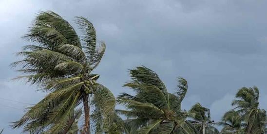Hurricane; palm trees