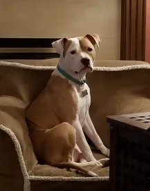 Midwestern Pet Foods FDA Warning Letter