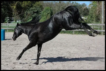 Notice Requirements Under Florida’s Equine Liability Statute