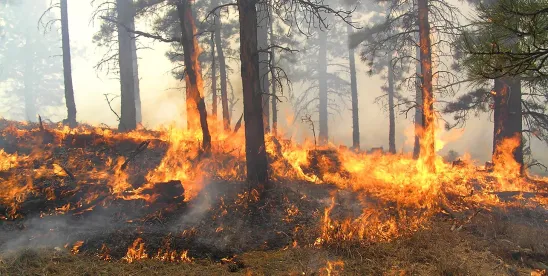 Maui Hawaii Wildfire Flooding Disaster Preparedness