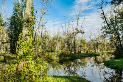 Conservation Comm’n of Norton v. Pesa Wetland Lawsuit in MA