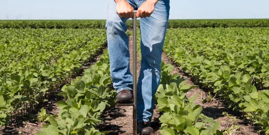 California Passes Bill Preventing Foreign Sale of Agricultural Land