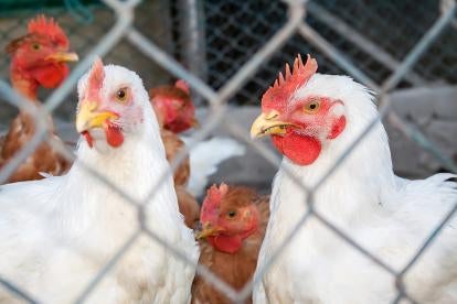 USDA Publishes State Policies for Farm Animal Welfare Report