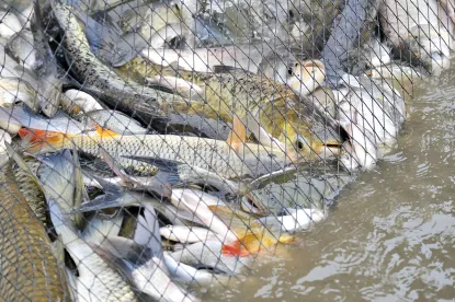 Fish Reconditioning and Segregation Guidance