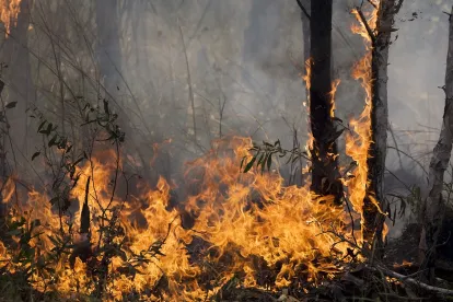 USDOL Wildfire Cleanup Grants for Oregon