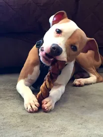 Intellectual Property In the World of Dog Toys