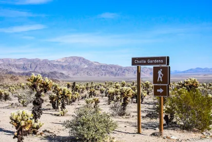 Joshua Trees Now Classified as Asparagus Plants 
