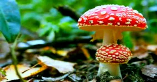 Colorado Voters Can Vote to Legalize Psychedelic Mushrooms