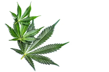 What To Make of Biden's Recent Marijuana Policy Announcements
