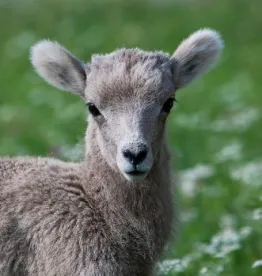 Allbirds' Animal Welfare Class Action Suit Dismissed 