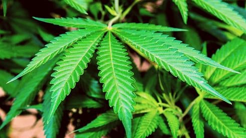 Marijuana Legal Outlook Post-Midterms 2022