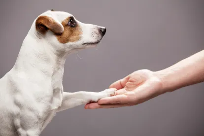 Service Animal Not Always A Reasonable Accommodation in Hospital Setting