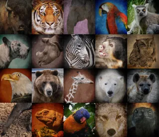 Podcast on Animal Welfare Laws and Restorative Justice