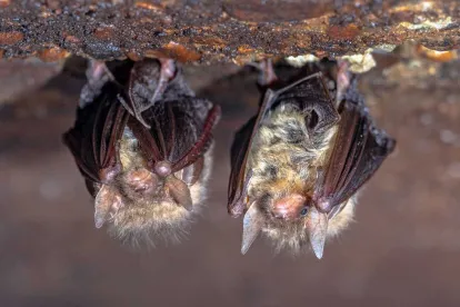 Northern long Eared Bat Reclassification