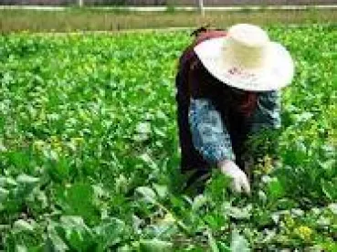 agricultural worker