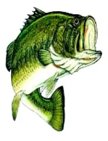 Bass Fish