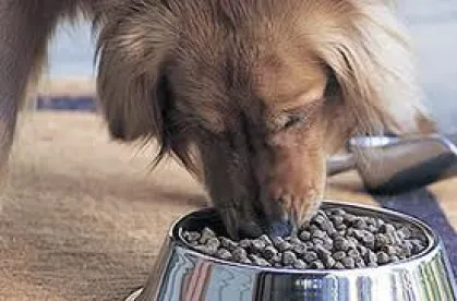 Dog eating