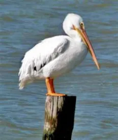 Pelican