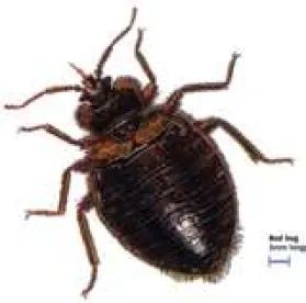 Bed Bug !